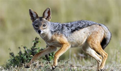jakol animal|Jackal .